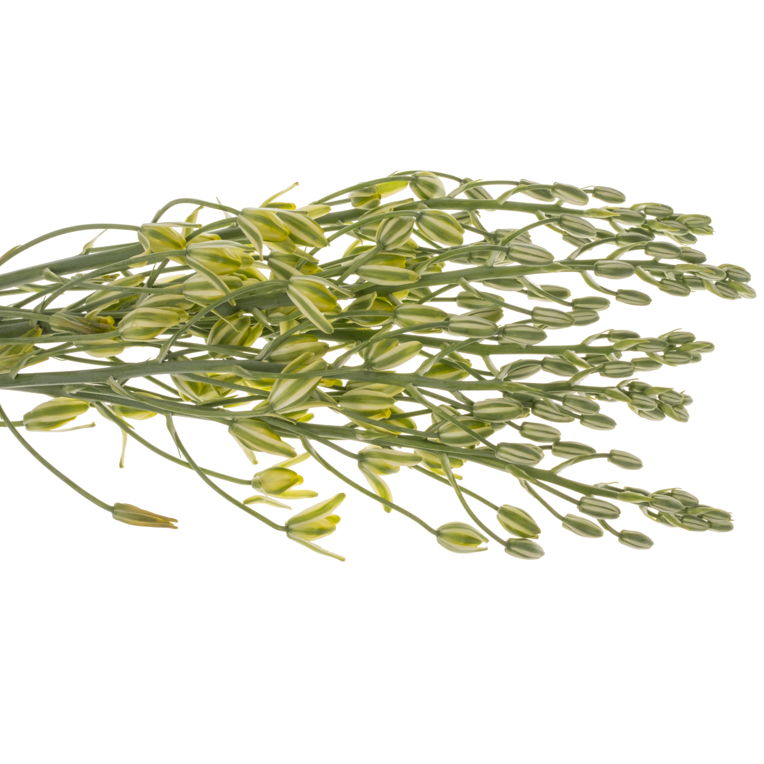 Albuca canadensis gelb 65 cm