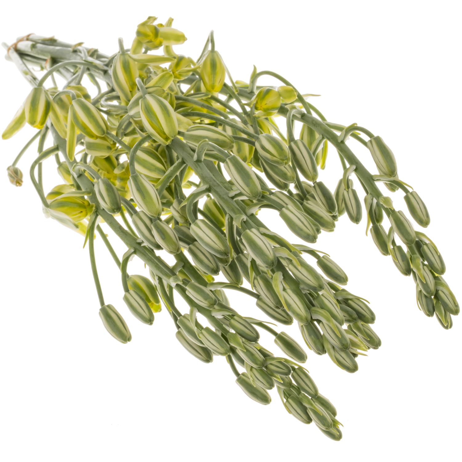 Albuca canadensis gelb 65 cm