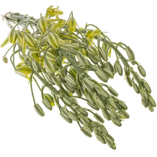 Albuca canadensis gelb 65 cm