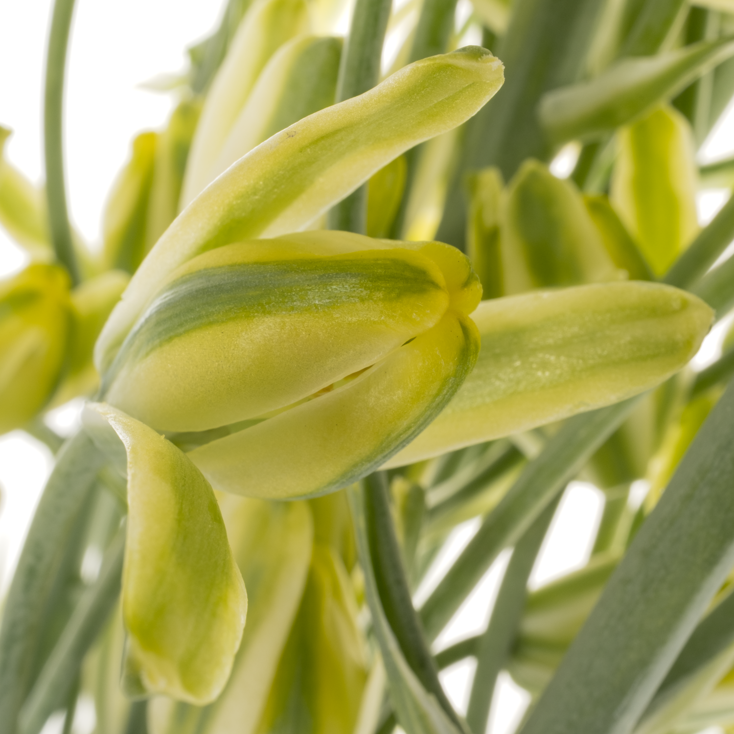 Albuca canadensis gelb 65 cm