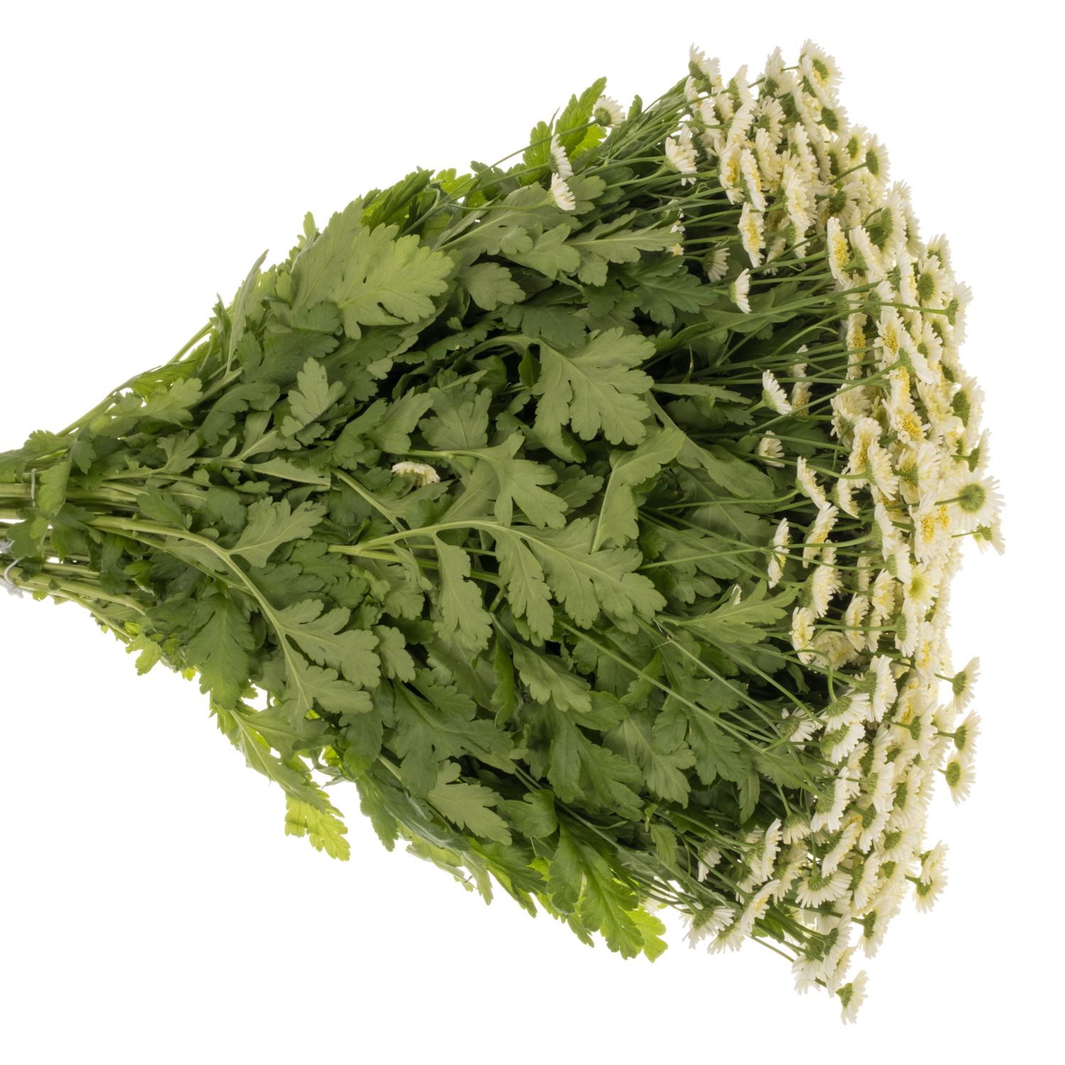 Matrecaria creme Orinoco 60cm