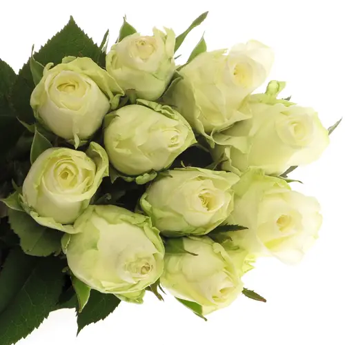 Rose weiss Countdown 60cm
