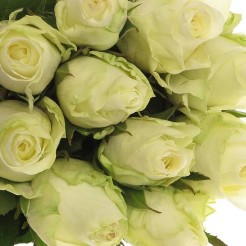 Rose weiss Countdown 60cm