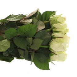 Rose weiss Countdown 60cm