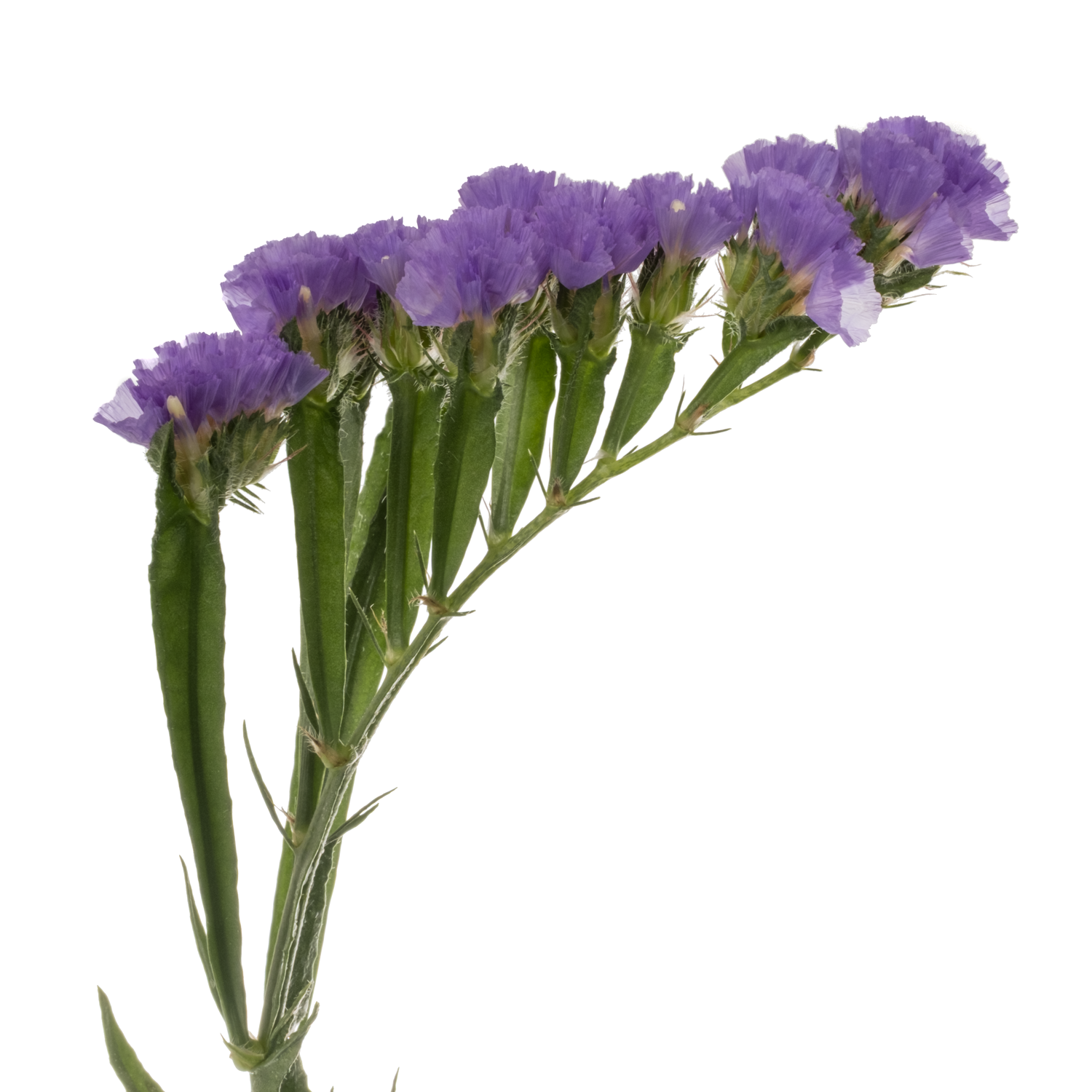 Statice violett Girlie Wings 130 Gramm 80cm