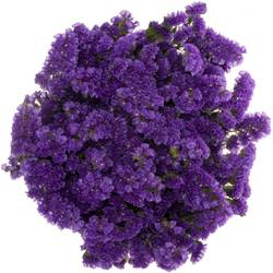 Statice violett Girlie Wings 140 Gramm 70cm