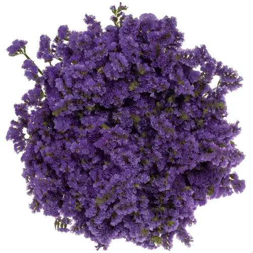 Statice violett Girlie Wings 130 Gramm 80cm