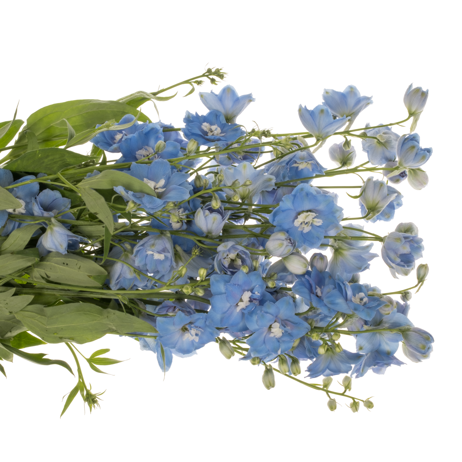 Delphinium hell blau Sky Blue 90cm