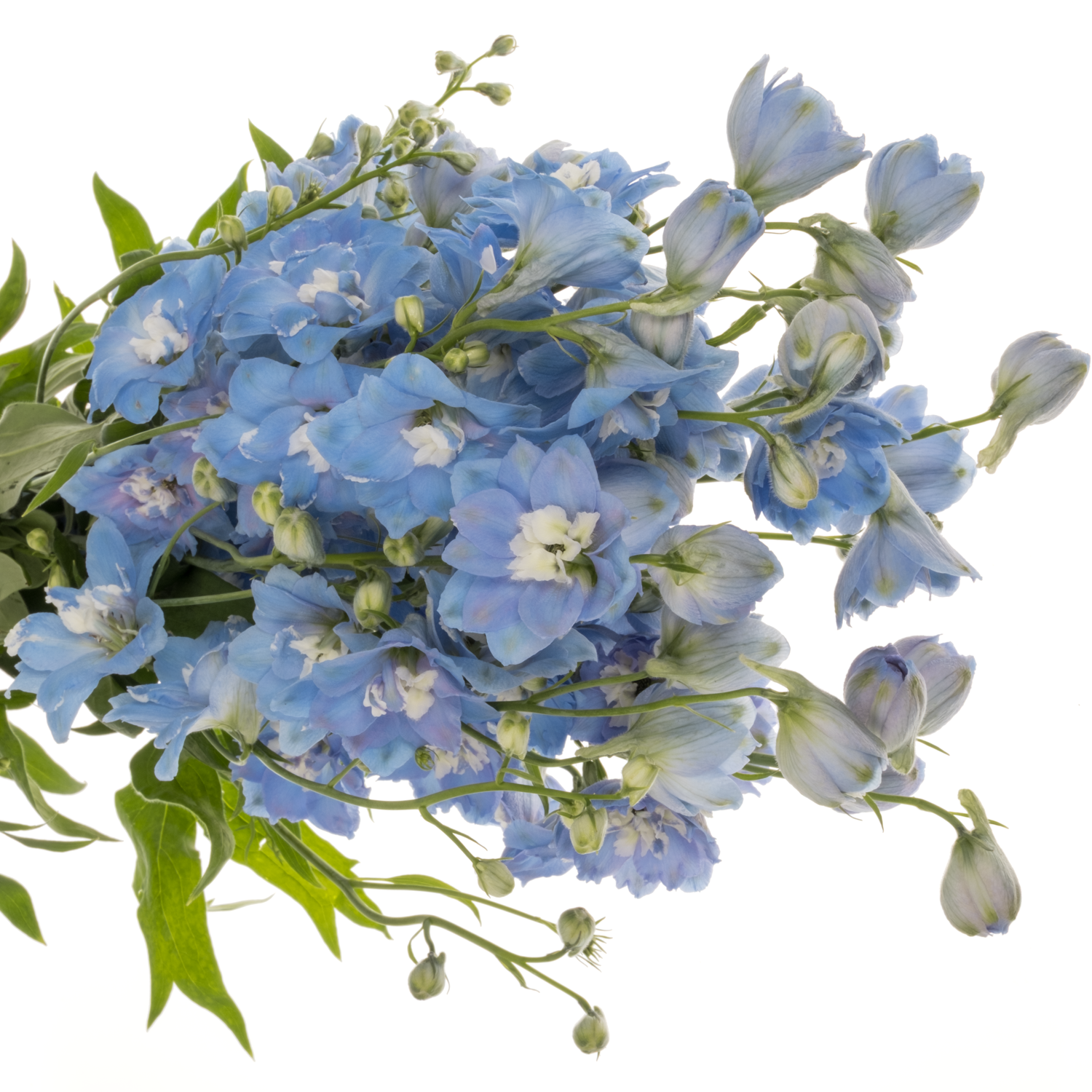 Delphinium hell blau Sky Blue 90cm