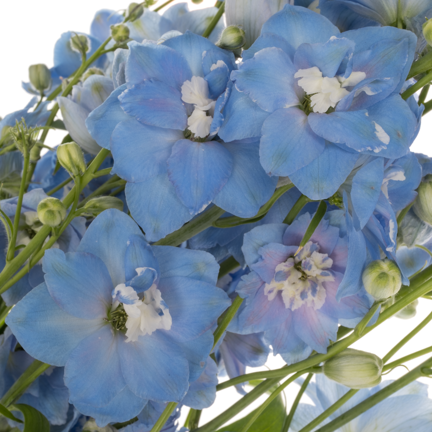 Delphinium hell blau Sky Blue 90cm