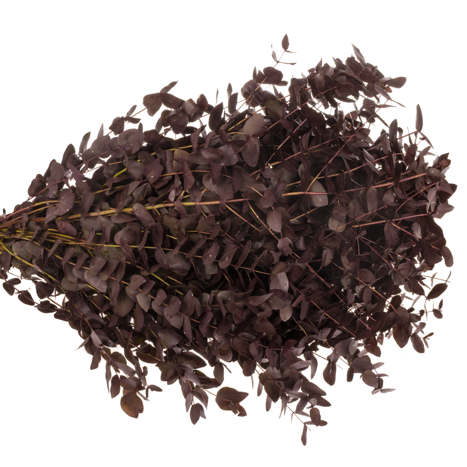 Populus aubergine Cinerea gefärbt 300 Gramm 70cm