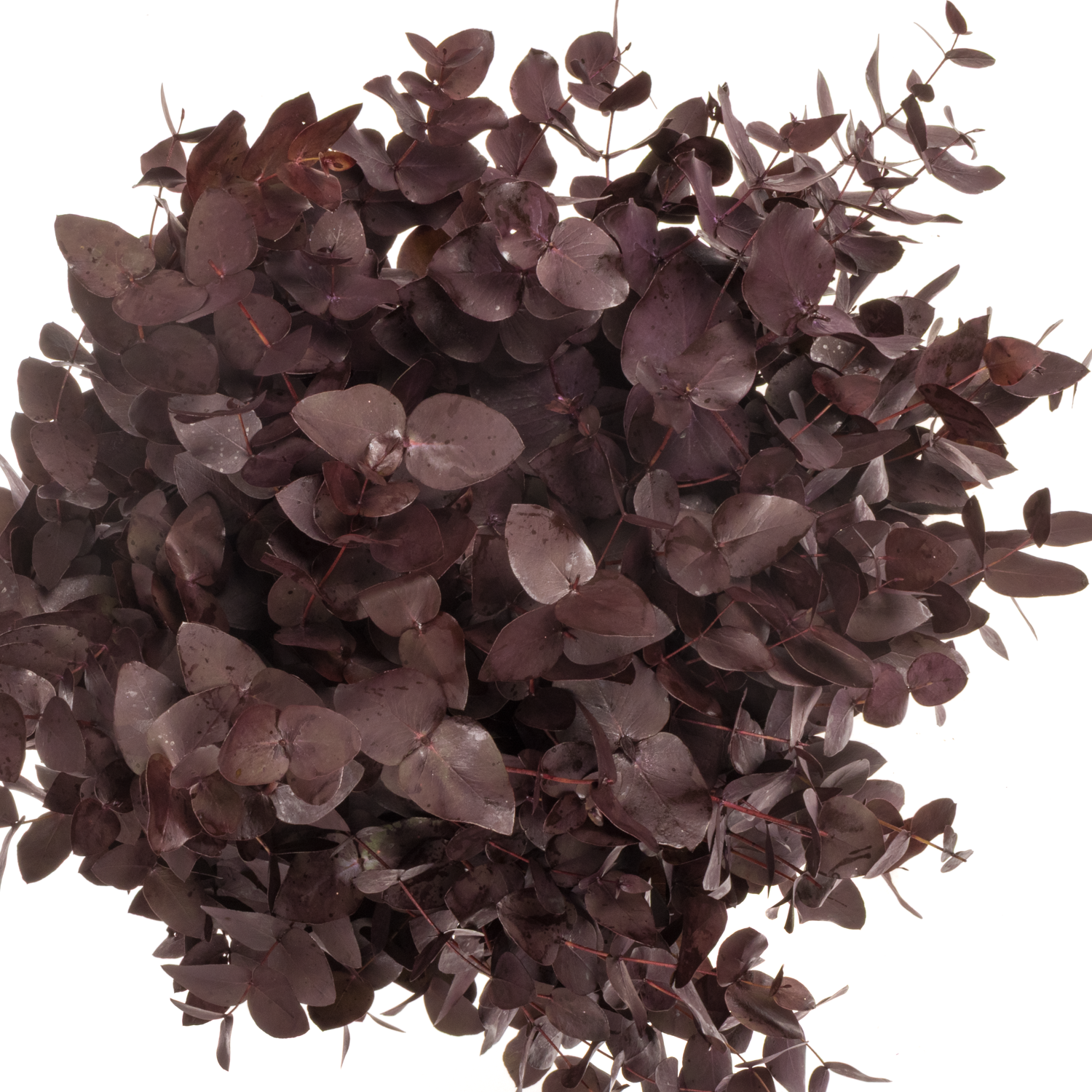 Populus aubergine Cinerea gefärbt 300 Gramm 70cm