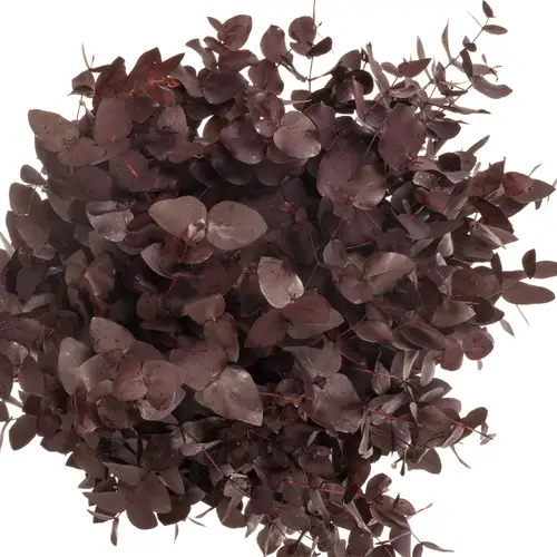 Populus aubergine Cinerea gefärbt 300 Gramm 70cm