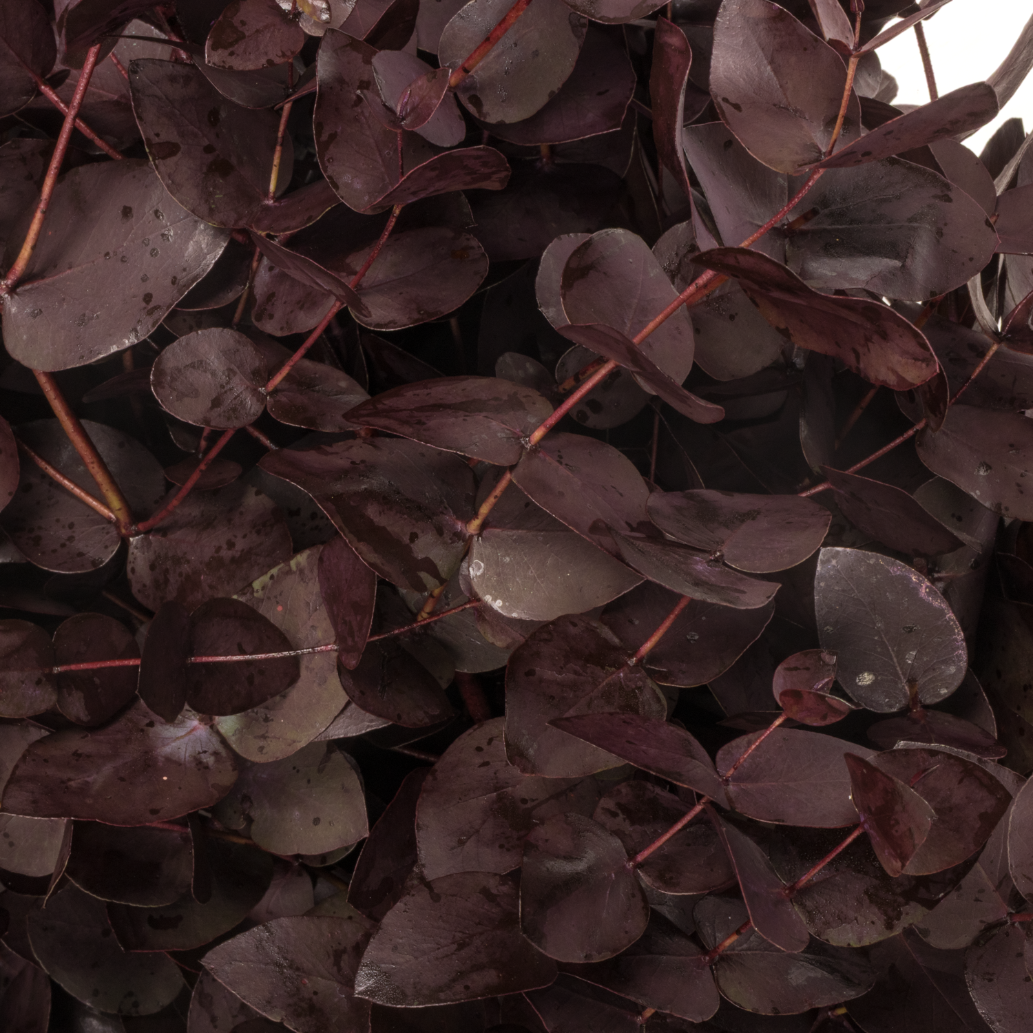 Populus aubergine Cinerea gefärbt 300 Gramm 70cm