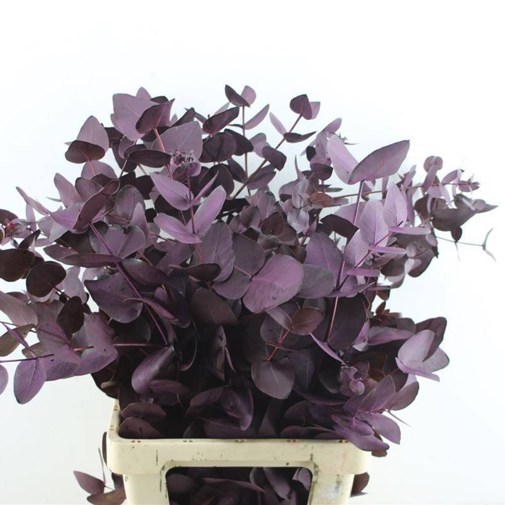 Populus aubergine Cinerea gefärbt 300 Gramm 70cm