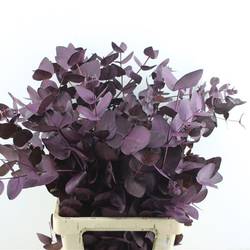 Populus aubergine Cinerea gefärbt 300 Gramm 70cm