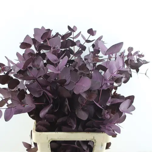 Populus aubergine Cinerea gefärbt 300 Gramm 70cm