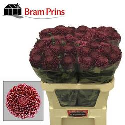 Chrys.Deko rot Bigoudi 110 Gramm 75cm