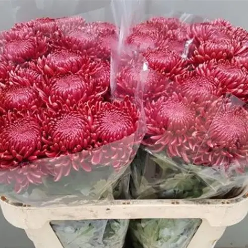 Chrys.Deko rot Bigoudi 110 Gramm 75cm