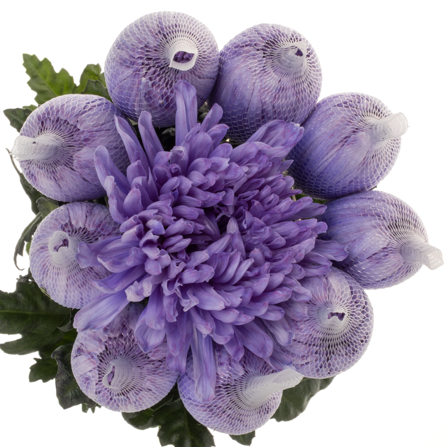 Chrys.Deko lilac Antonov gefärbt