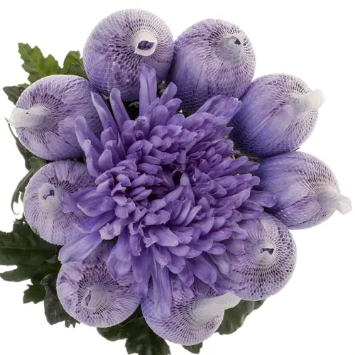 Chrys.Deko lilac Antonov gefärbt