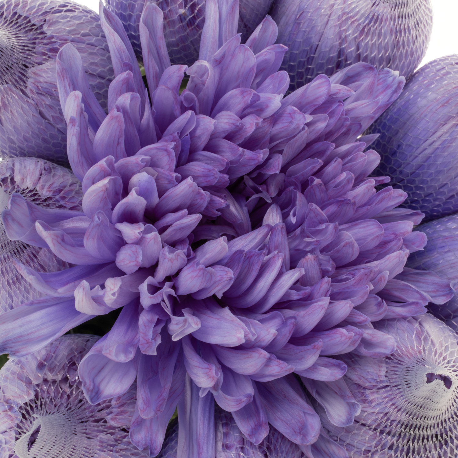 Chrys.Deko lilac Antonov gefärbt