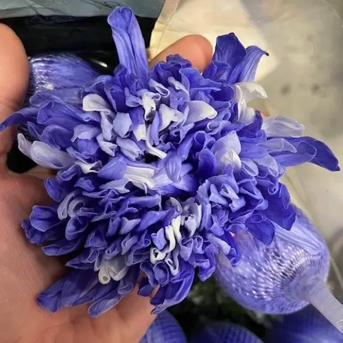 Chrys.Deko lilac Antonov gefärbt