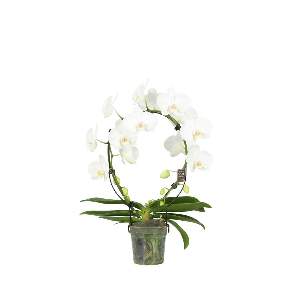 Phal. 2-R weiss Mirror T12 H050