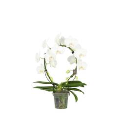 Phal. 2-R weiss Mirror T12 H050