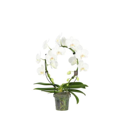 Phal. 2-R weiss Mirror T12 H050