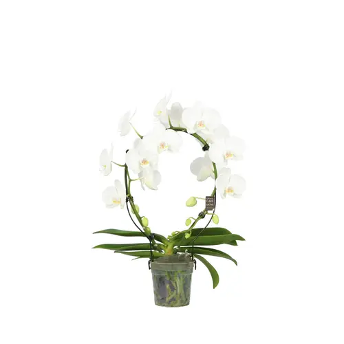 Phal. 2-R weiss Mirror T12 H050