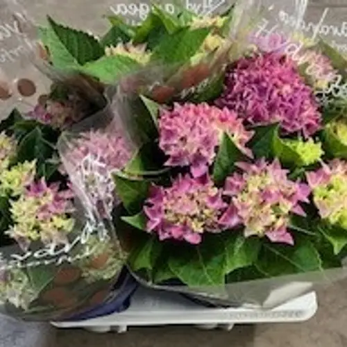 Hortensie lila 7-8Bl. T14 H035