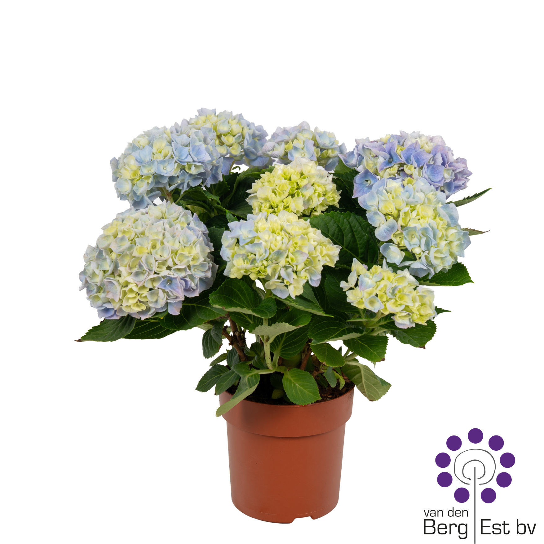 Hortensie blau 7+Blüte T14 H035