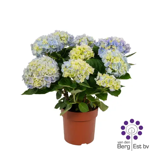 Hortensie blau 7+Blüte T14 H035