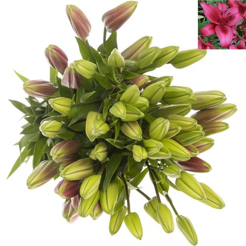 Lilie asiatisch cerise November Rain 5+Blüte 80cm