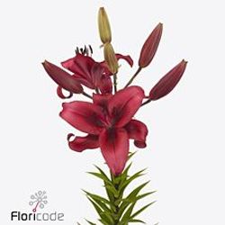 Lilie asiatisch cerise November Rain 5+Blüte 80cm