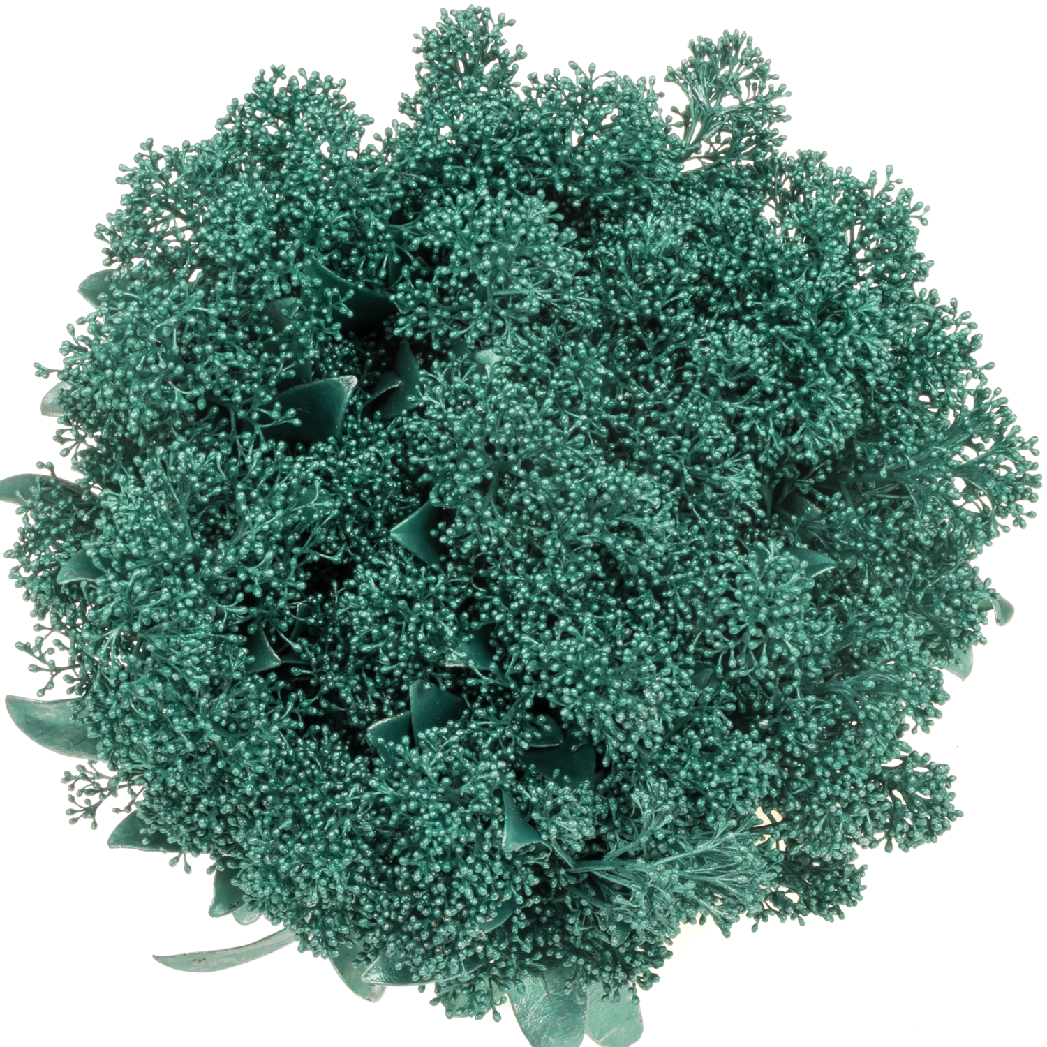 Skimmia türkis emerald vip gefärbt 45cm