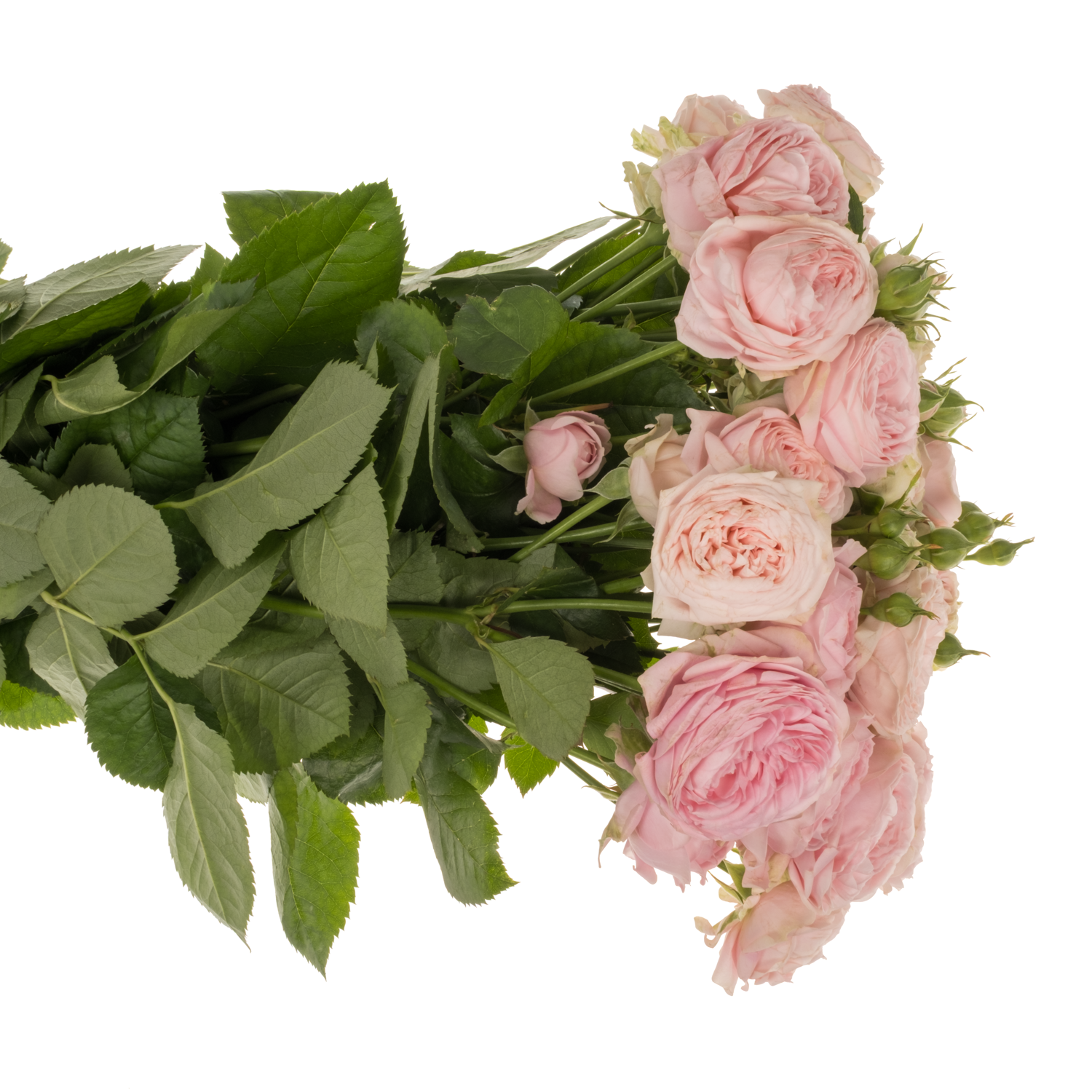 Rose verzweigt hell rosa Dilola 4+Blüte 60cm