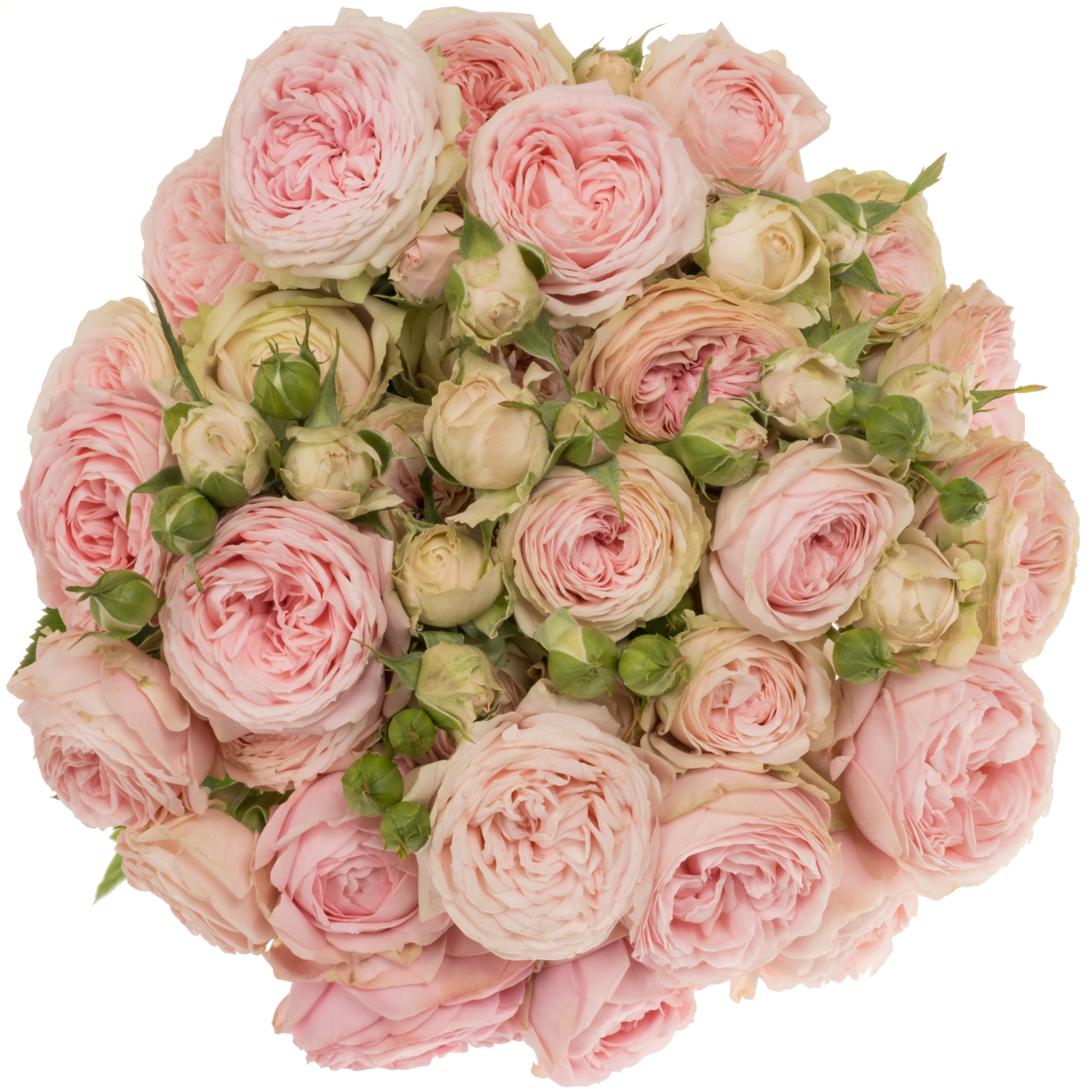 Rose verzweigt hell rosa Dilola 4+Blüte 60cm