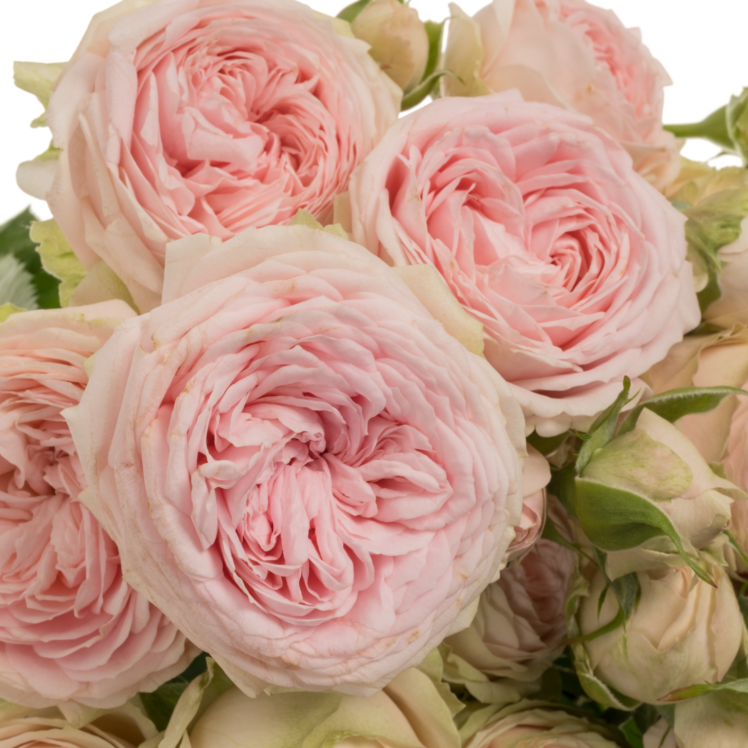 Rose verzweigt hell rosa Dilola 4+Blüte 60cm