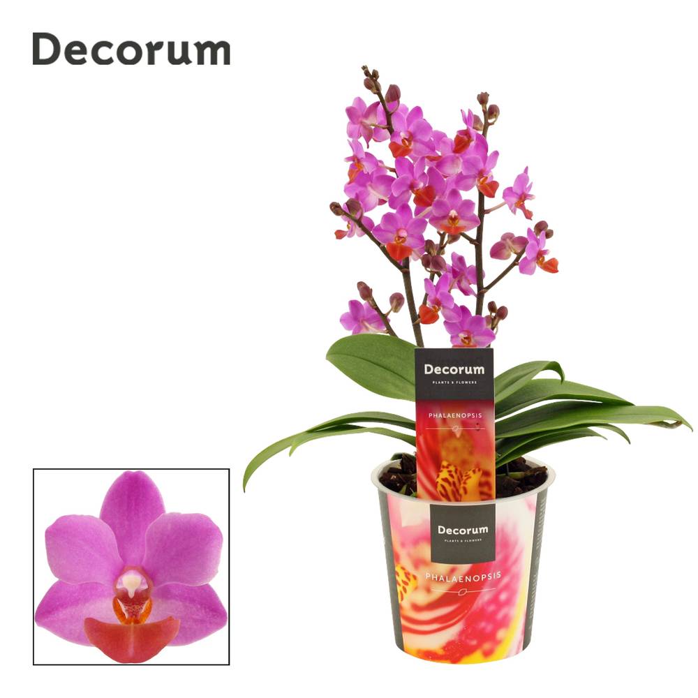 Phal.2-R fuchsia Table Mystery T12 H030