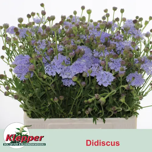 Didiscus blau 60cm