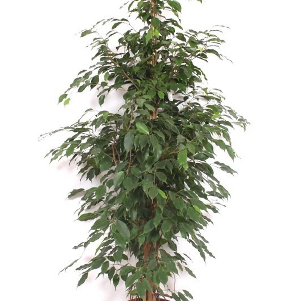Ficus exotica T27 H190