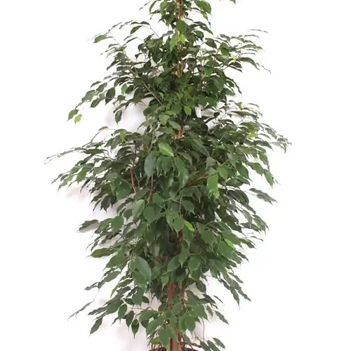 Ficus exotica T27 H190