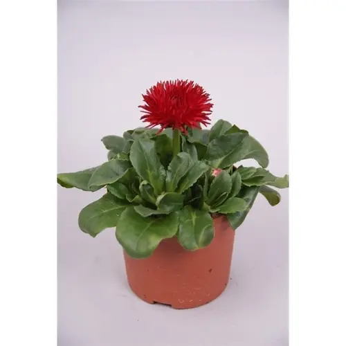 Bellis rot Grossbl. T09 H20