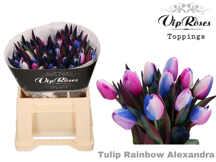 Tulpe Mix rainbow Alexandra gefärbt 32 Gramm