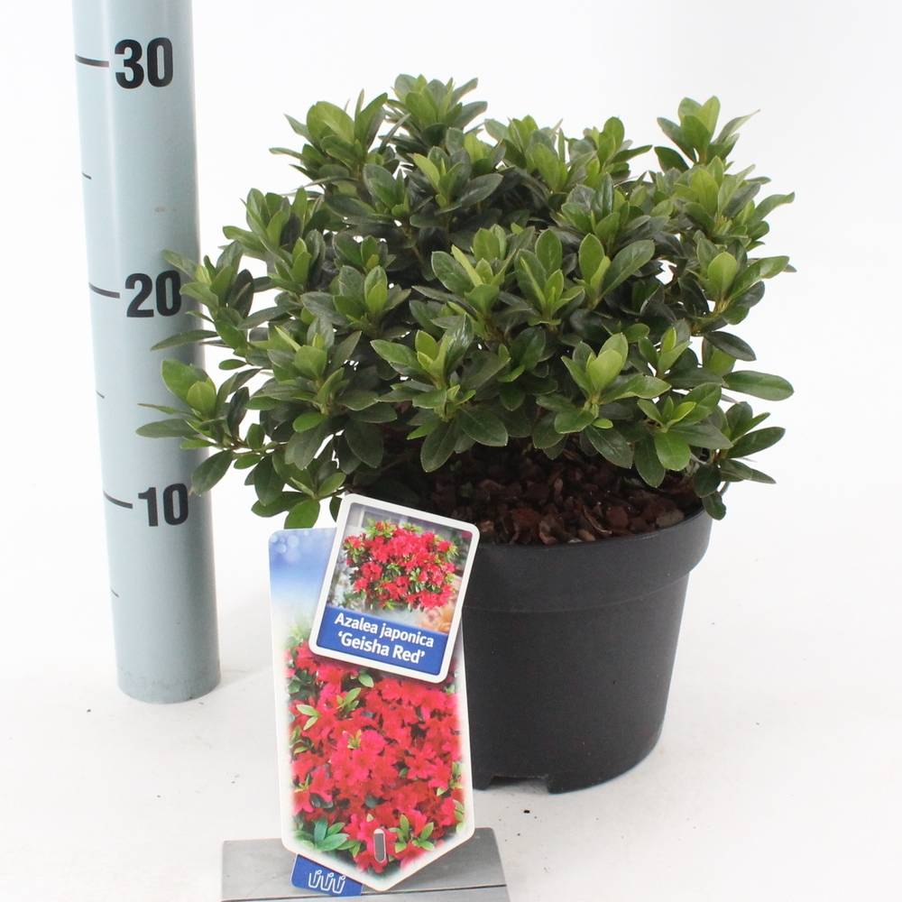 Rhododendron Geisha Red T17 H25