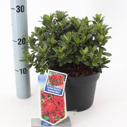 Rhododendron Geisha Red T17 H25