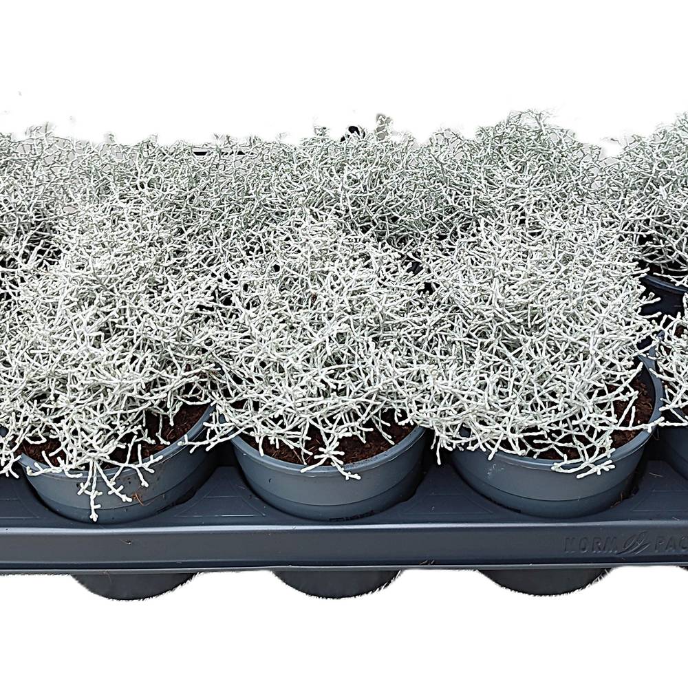 Calocephalus T12 H25