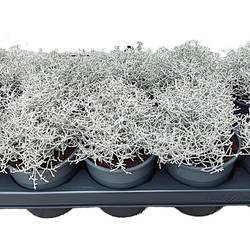 Calocephalus T12 H25